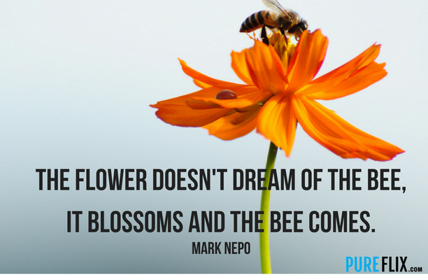 Mark Nepo Quote Pure Flix (1).png