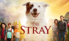 The Stray