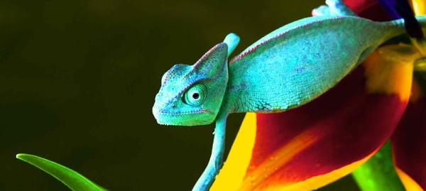 Incredible Creatures That Defy Evolution | PureFlix.com