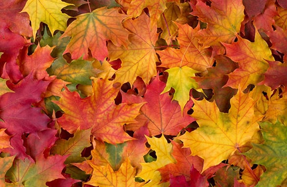 Pile of Colorful Fall Leaves | Pure Flix