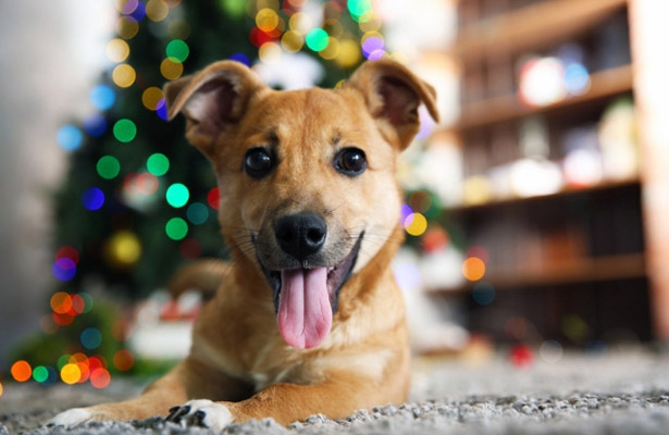 christmas-dog-blog-header